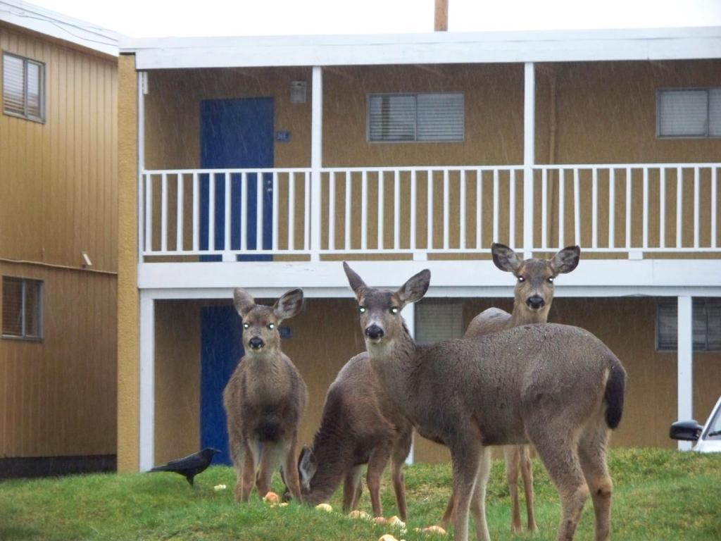 The Sands Resort Ocean Shores Exterior photo